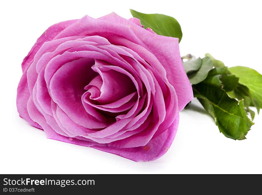 Pink rose with white background