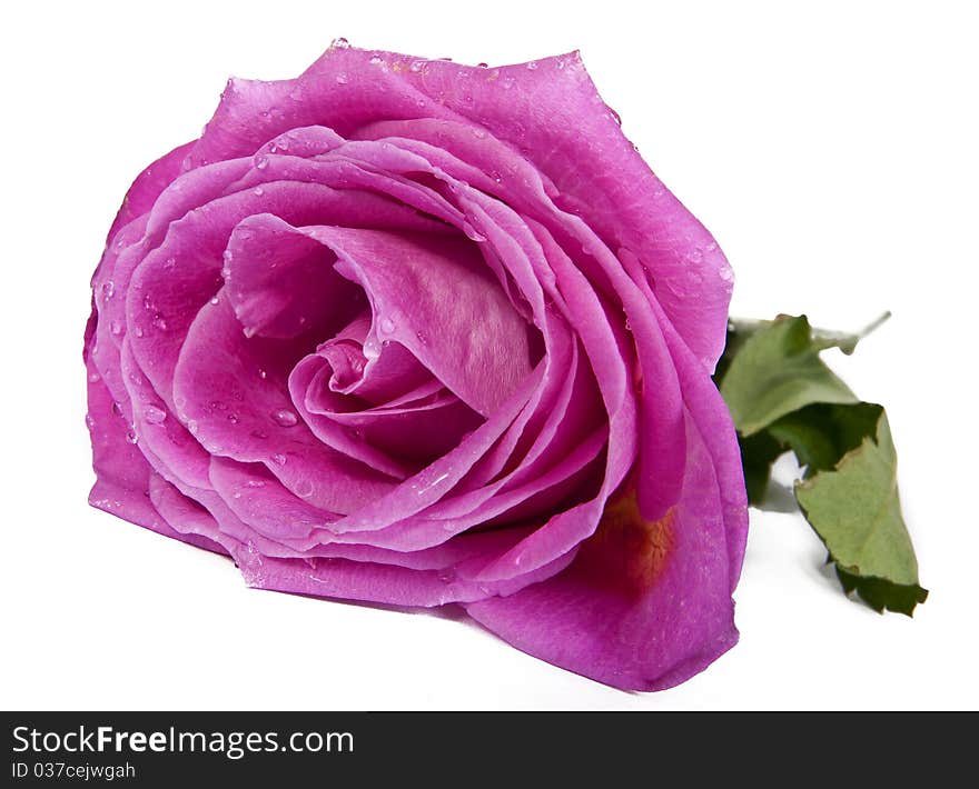 Beauty pink rose isolated