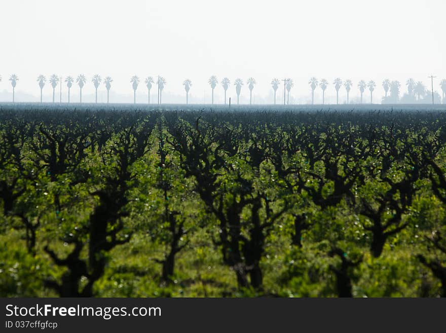 Rows of Old vine zinfandel grapes in a vineyard in wine country. Rows of Old vine zinfandel grapes in a vineyard in wine country