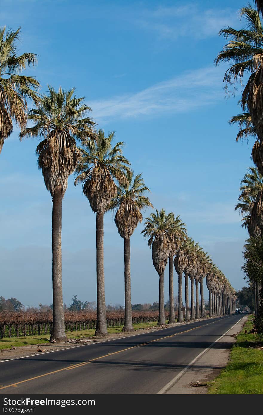 Row of Palm Trees along side a road