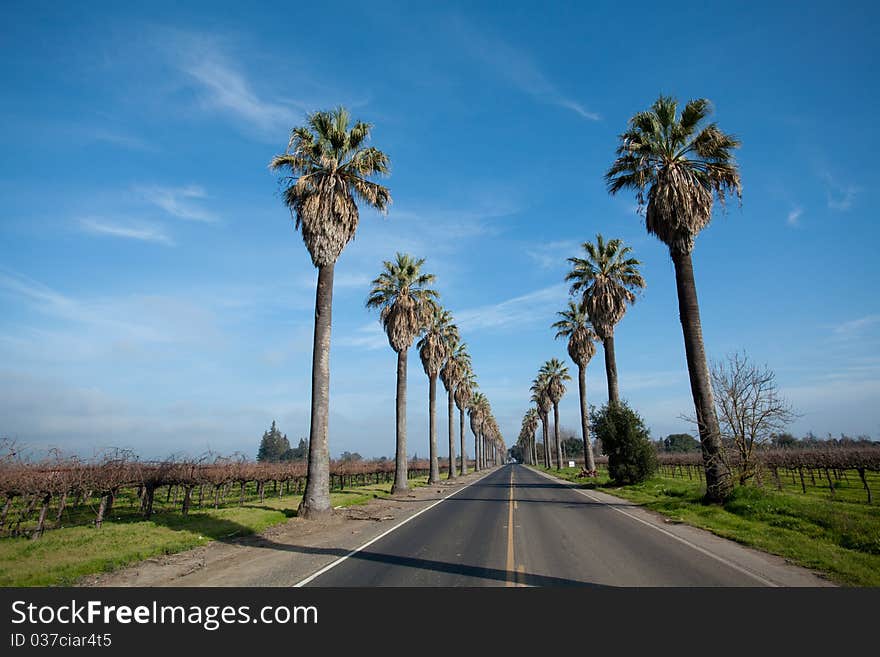 Row of Palm Trees along side a road