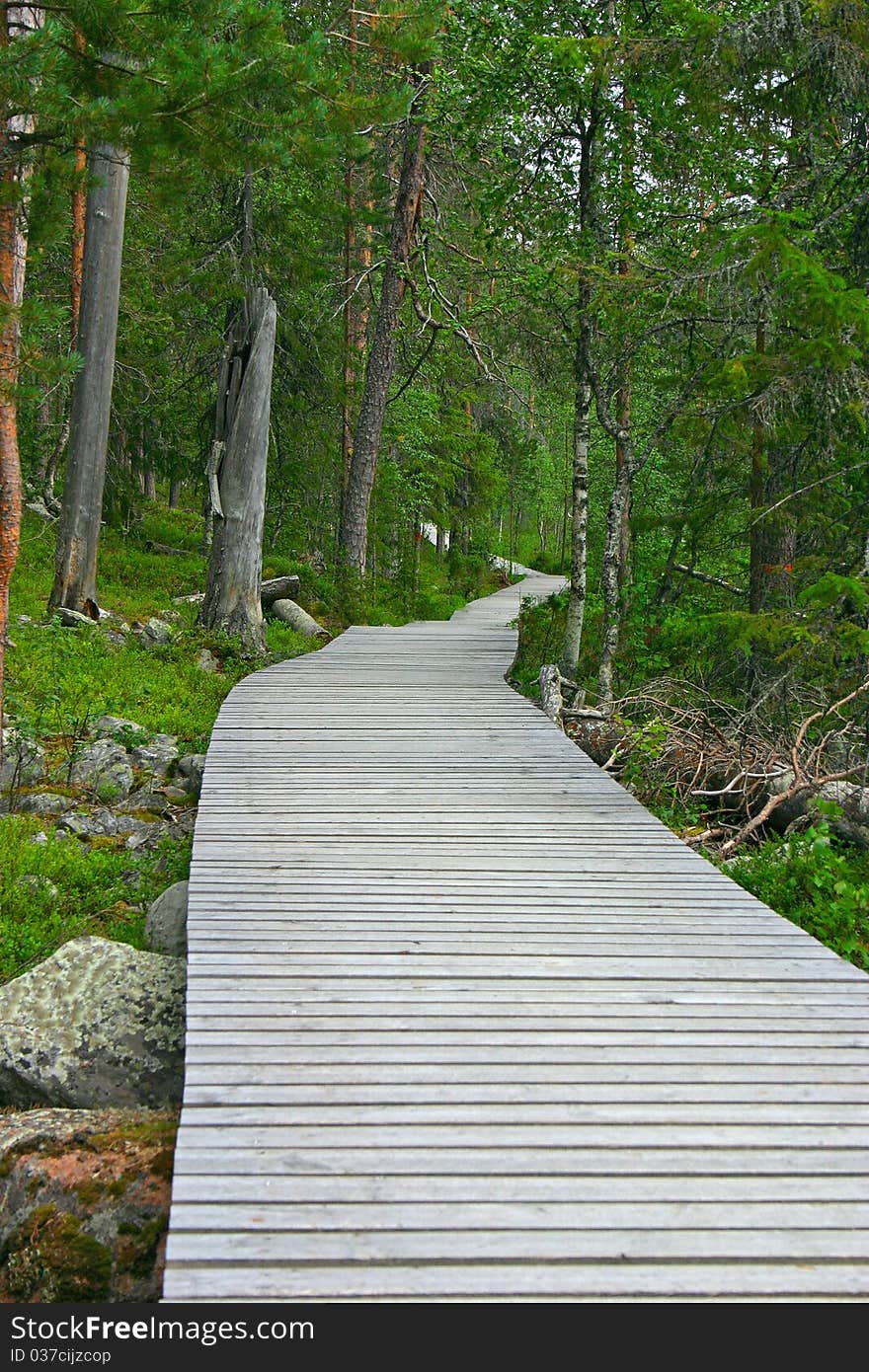 Wooden path in the forest, going nowhere. Wooden path in the forest, going nowhere