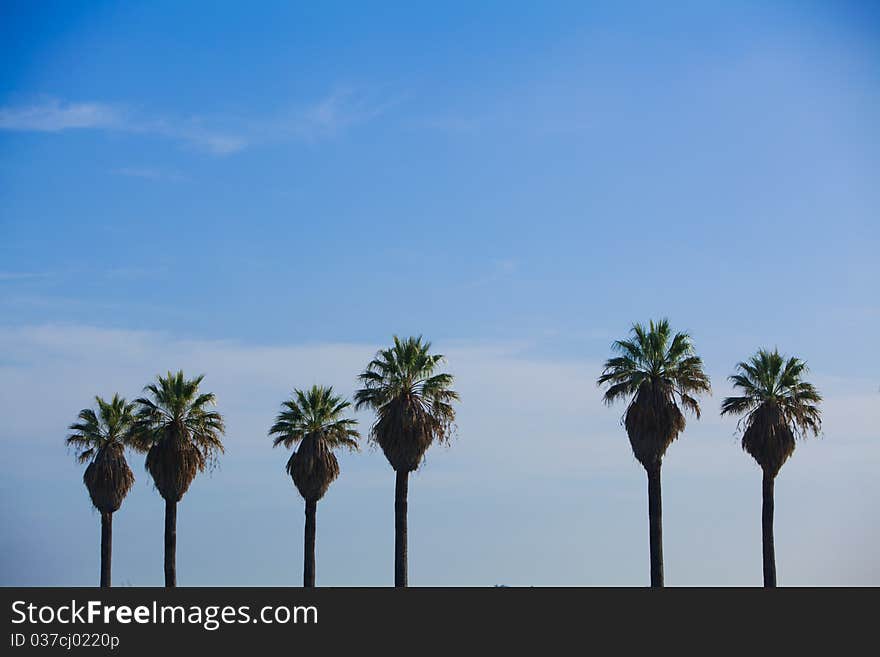 A row of palm trees with blue sky