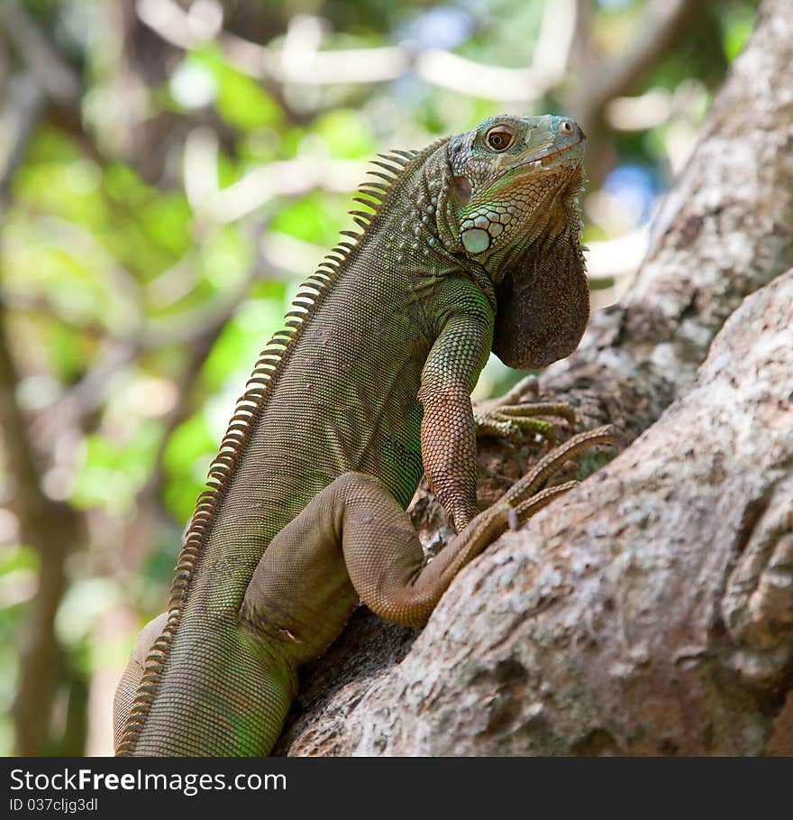 Young green iguana in the wild