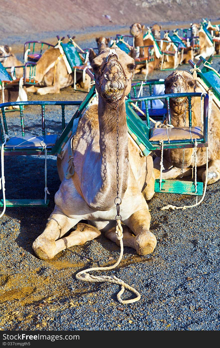 Camels in volcanic area in Lanzarote. Camels in volcanic area in Lanzarote