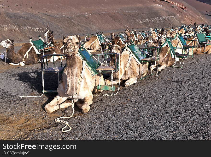 Camels in volcanic area in Lanzarote. Camels in volcanic area in Lanzarote