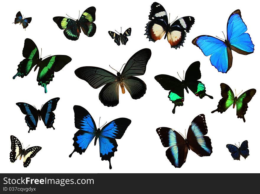 .jpg Collection of Art Butterflies