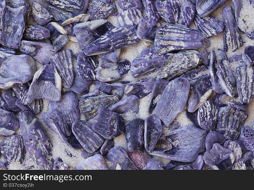 Purple seashells clustered in sand