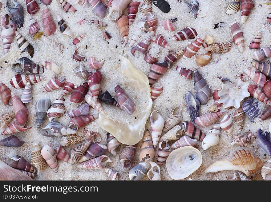 Tiny colorful conical sea shells lying in glistening sand at the beach of the Australian east coast. Tiny colorful conical sea shells lying in glistening sand at the beach of the Australian east coast.