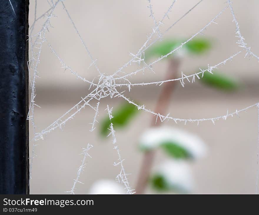 Frozen Spider Web