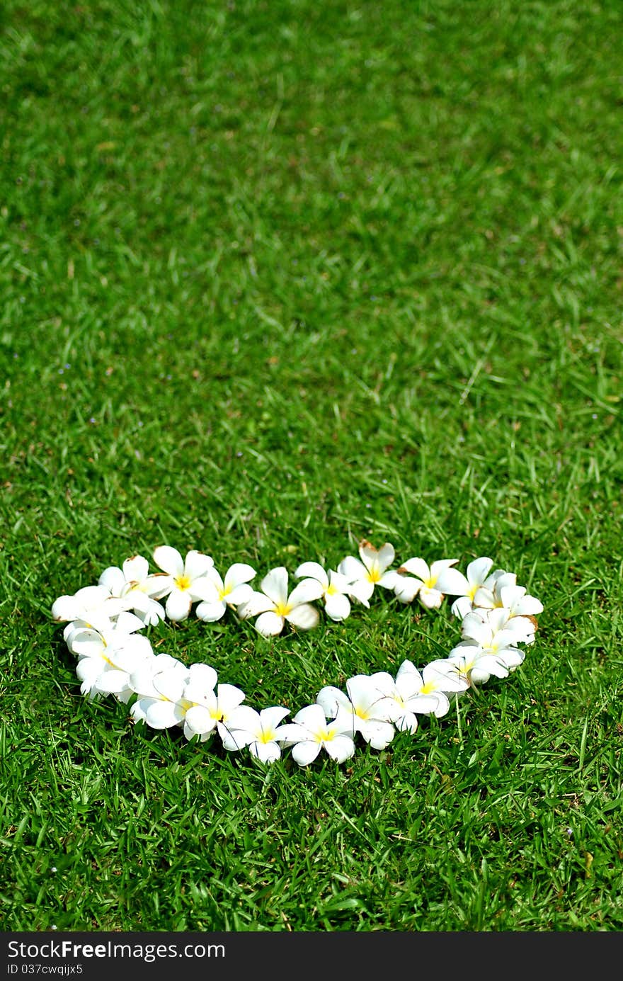 Heart from white frangipani on green field. Heart from white frangipani on green field