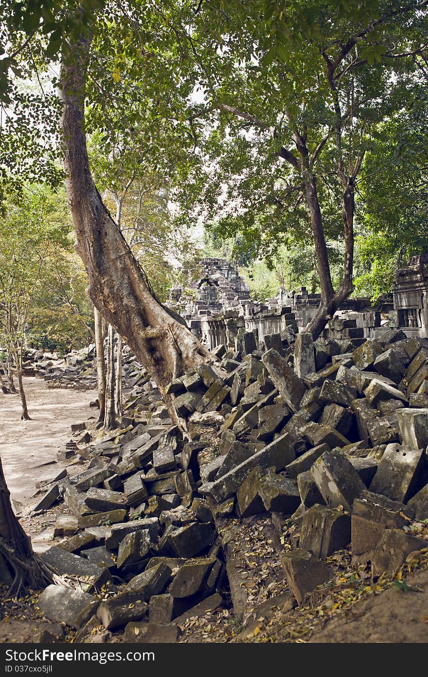 Big tree on the ancient temple Ta Phrom Aspara, Angkor Wat, Cambodia