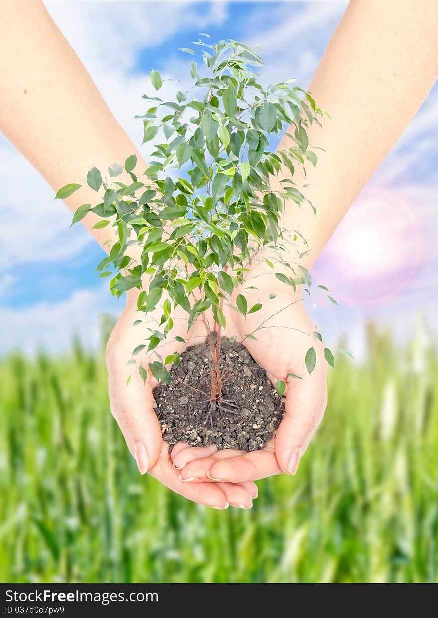 Hand with a plant on background of blue sky with sun and green field