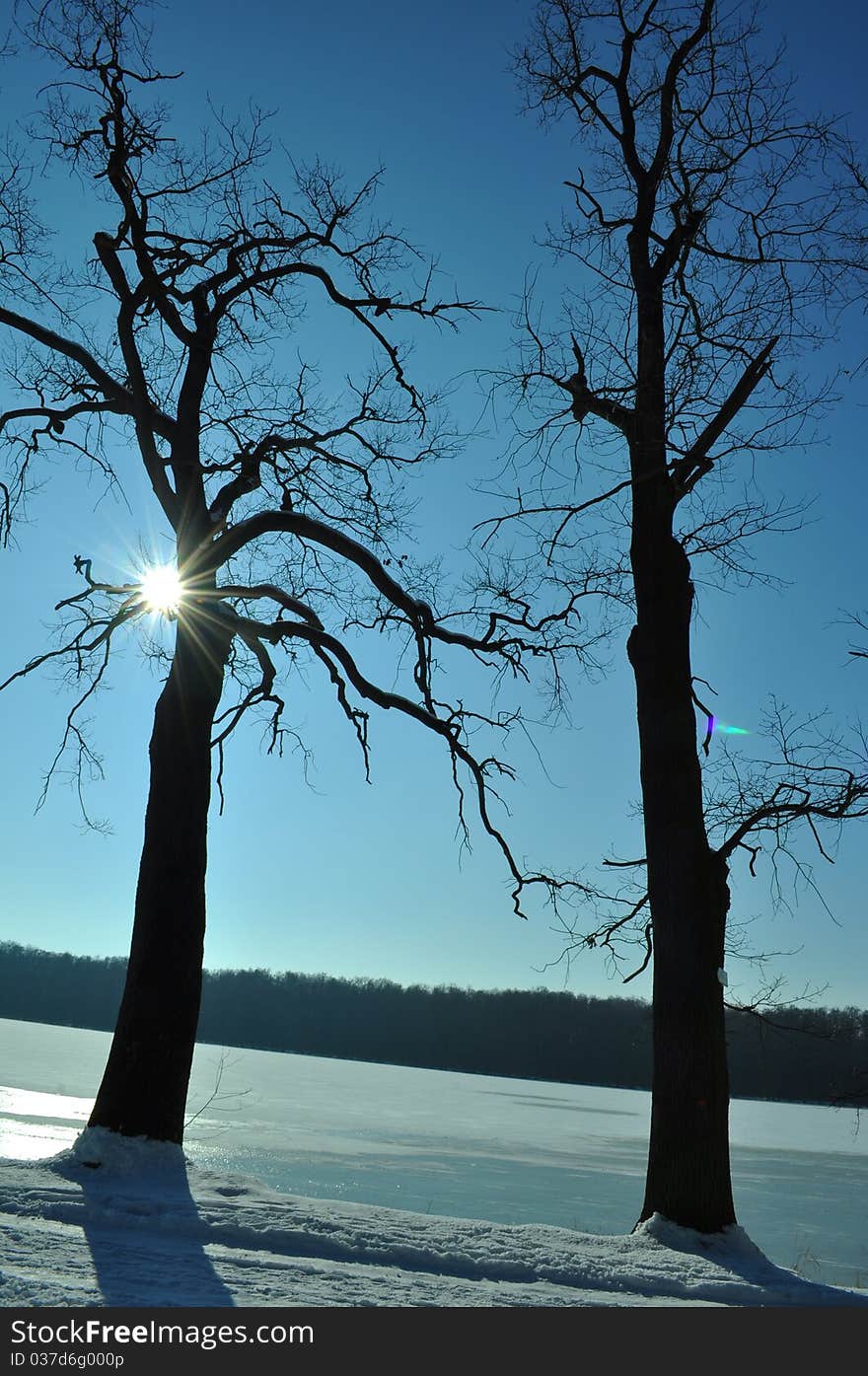 Silhouette of trees on winter time