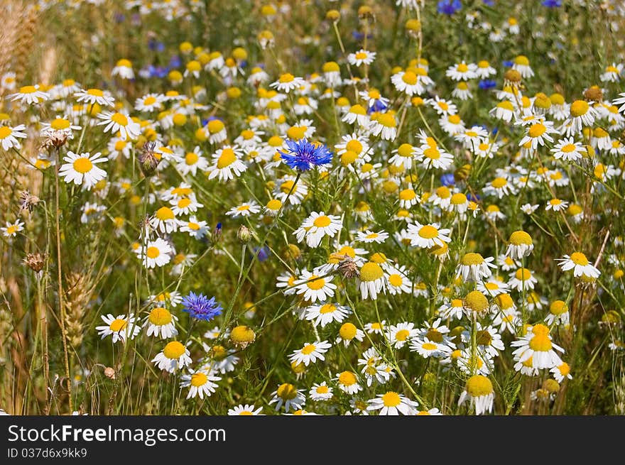 Field With Cornflowers And Camomiles