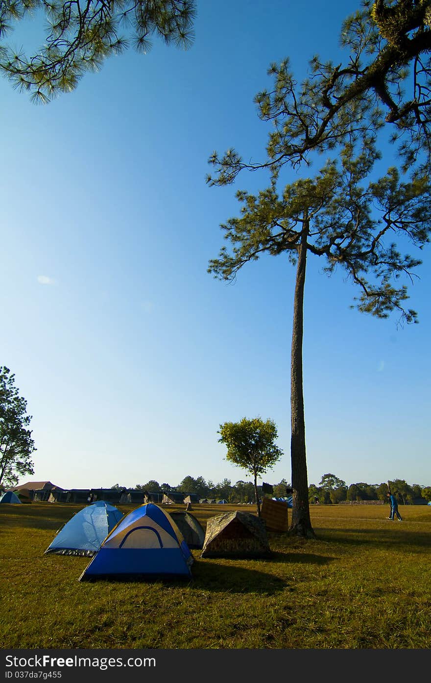 Blue tents in pine forest