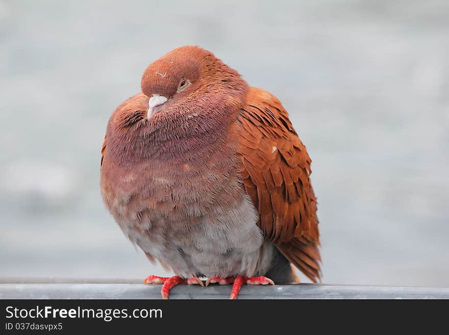 Pigeon orange and gray and sky. Pigeon orange and gray and sky