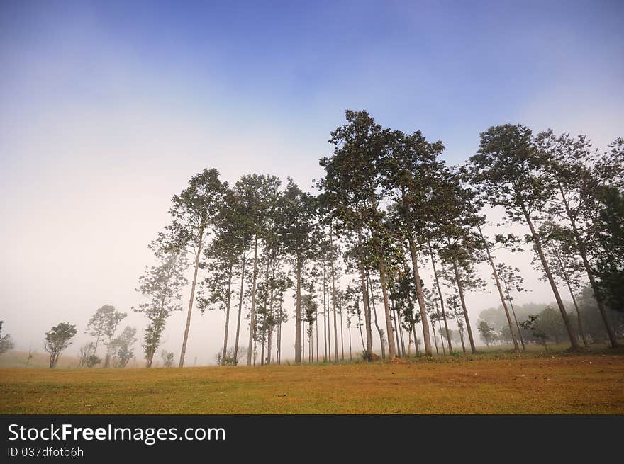 Group of tall trees in the forest during sunrise