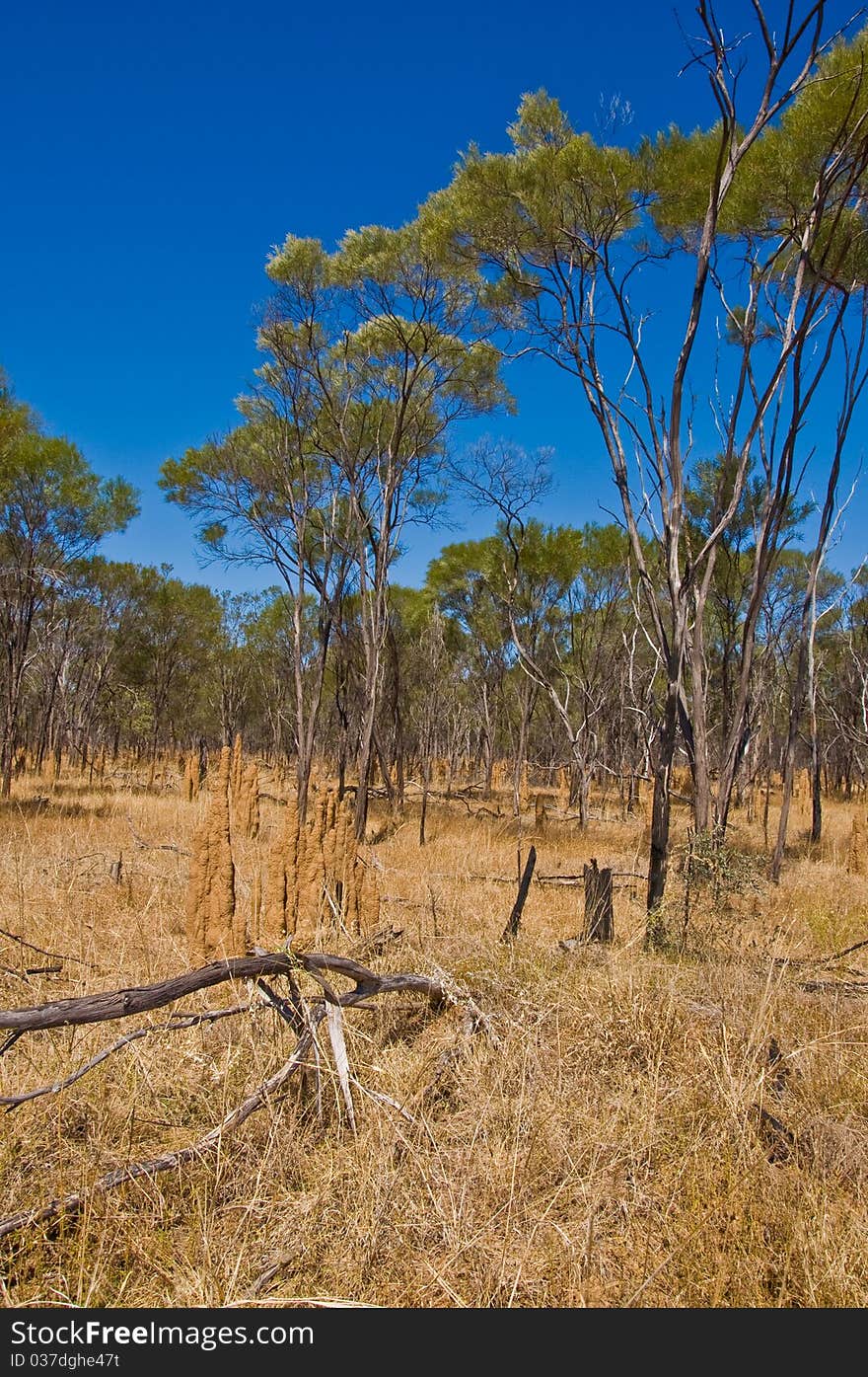 Termite mounds