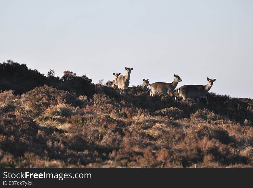 Wildlife in wicklow mountains national park. Wildlife in wicklow mountains national park