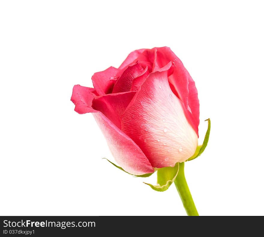 Pink rose on a white background