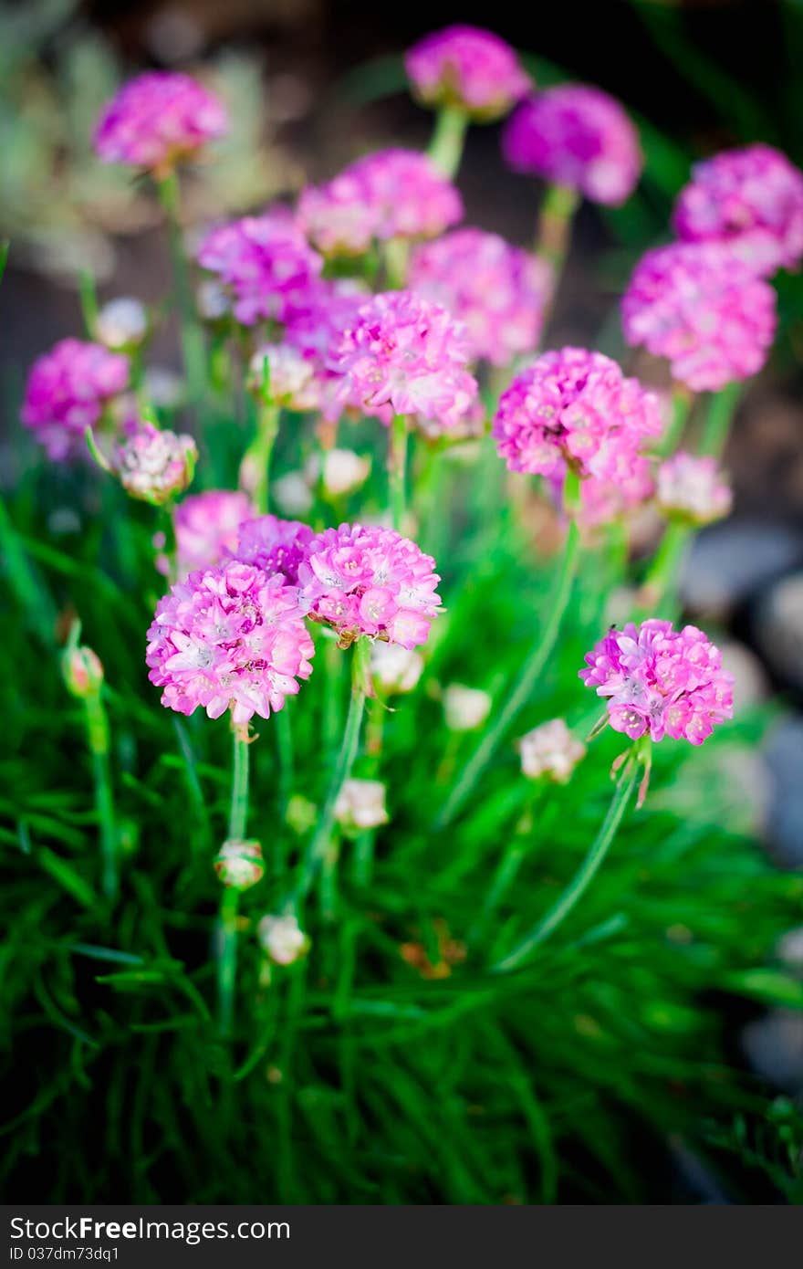 Many pink flowers in the garden