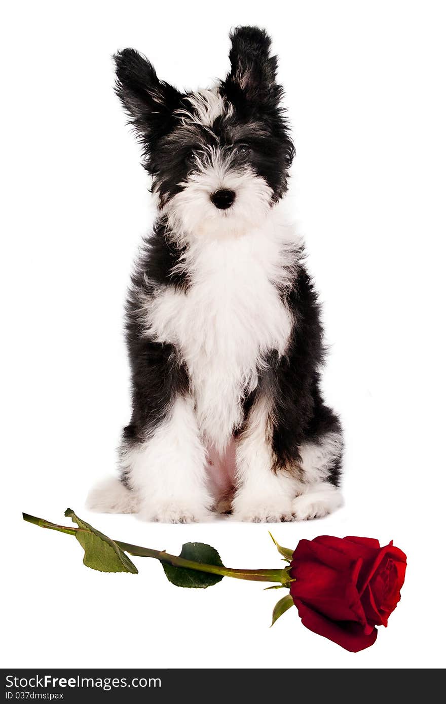 Cute Powder-puff puppy with red rose , waiting to be given as a present. Cute Powder-puff puppy with red rose , waiting to be given as a present.