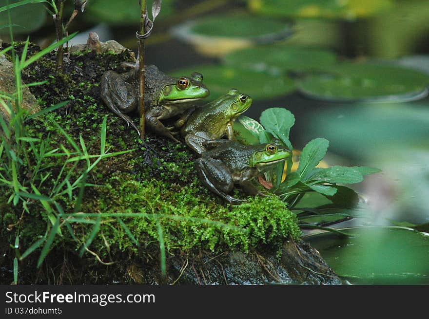 Three green Bullfrogs enjoying sunny summer day