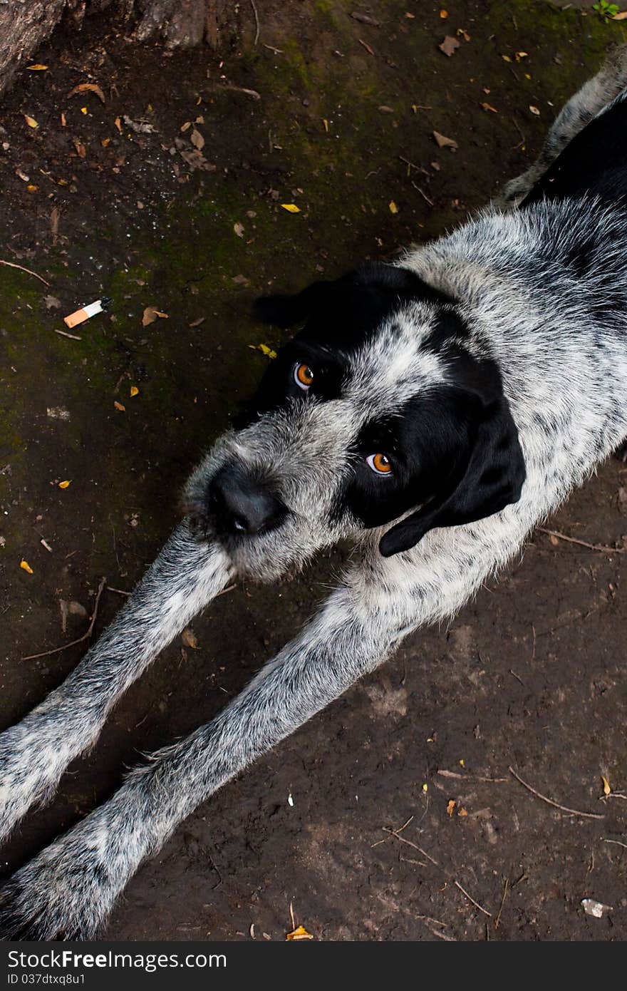 Clever dog looking at the camera.