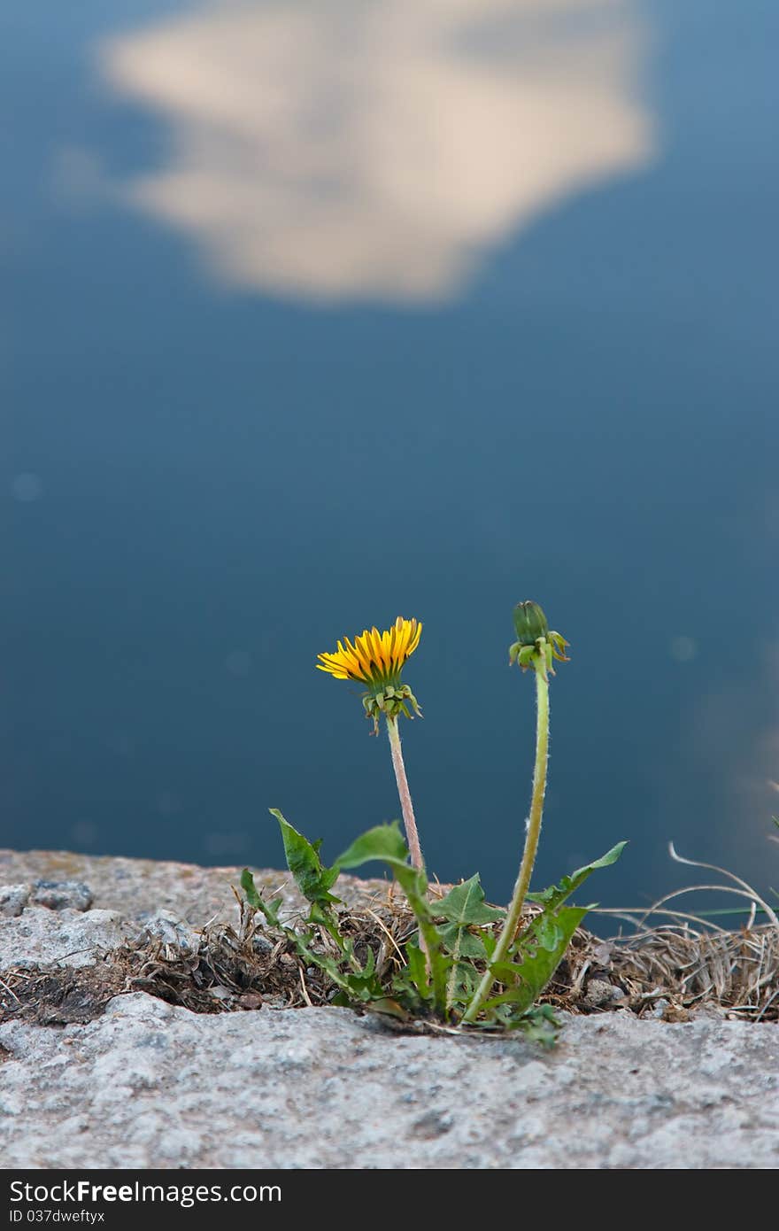 Dandelion