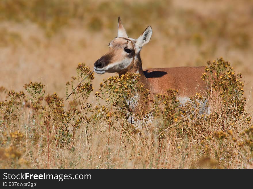 Pronghorn Antelope female