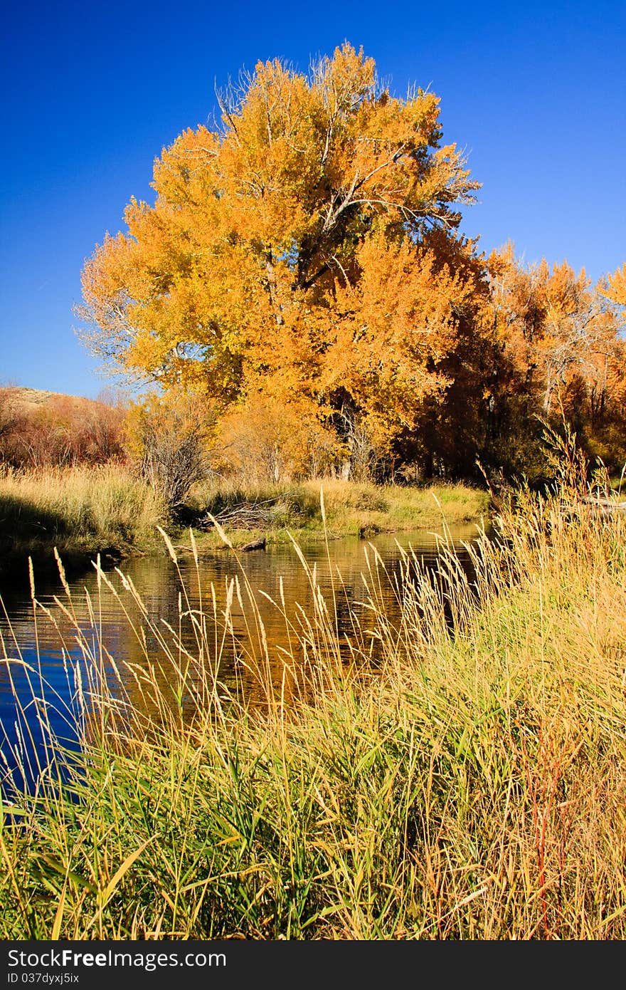 Bright orange foliage of a cottonwood tree reflects in the water of a Montana river. Bright orange foliage of a cottonwood tree reflects in the water of a Montana river.