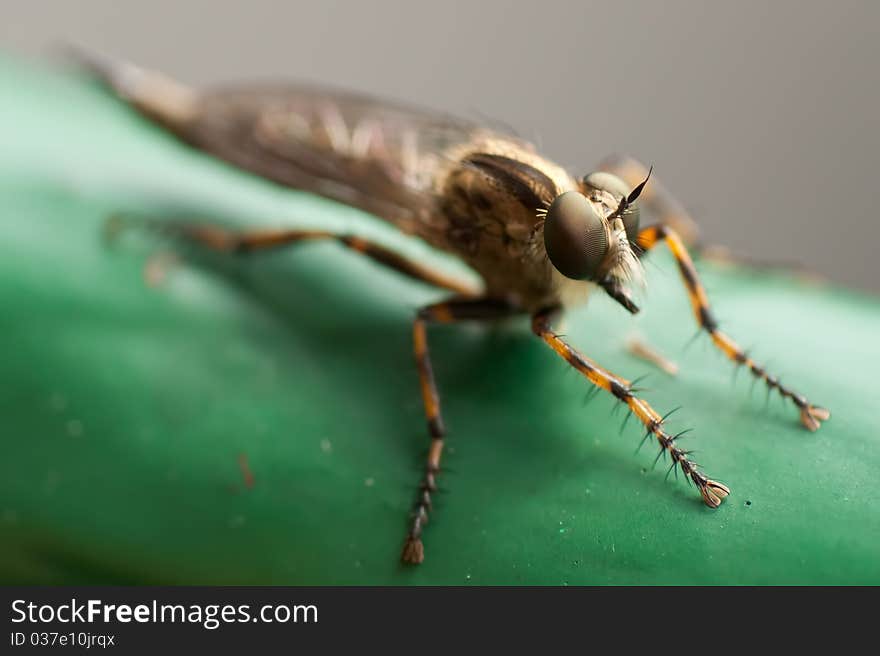 Robberfly macro