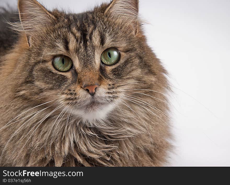 Green-eyed tabby cat on a white background