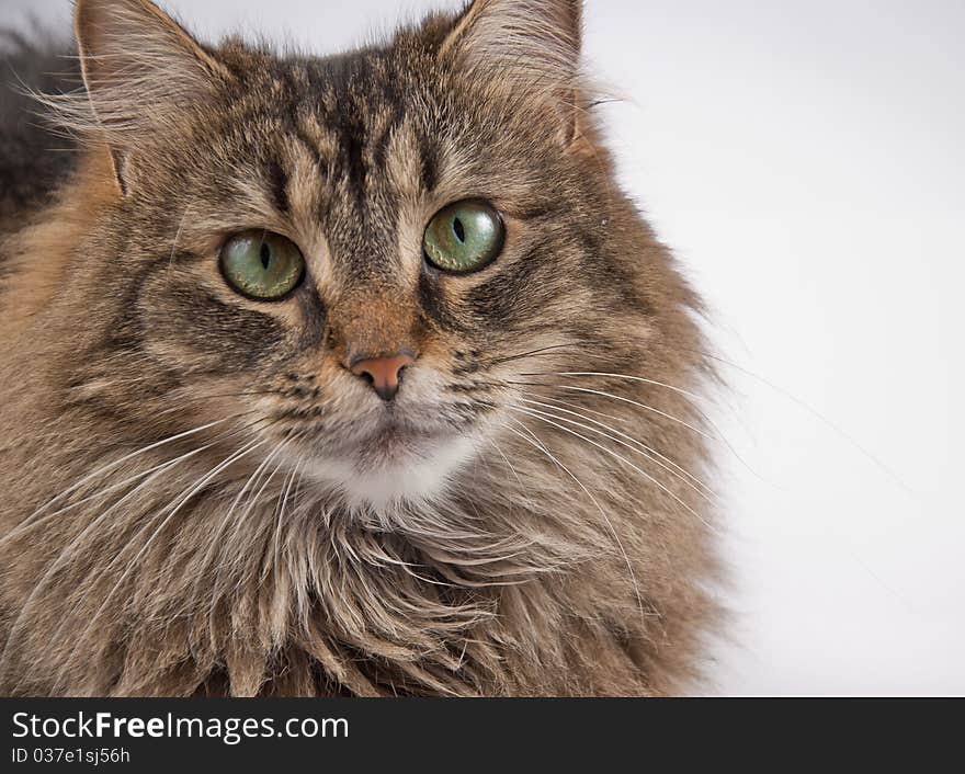 Tabby Cat On A White Background