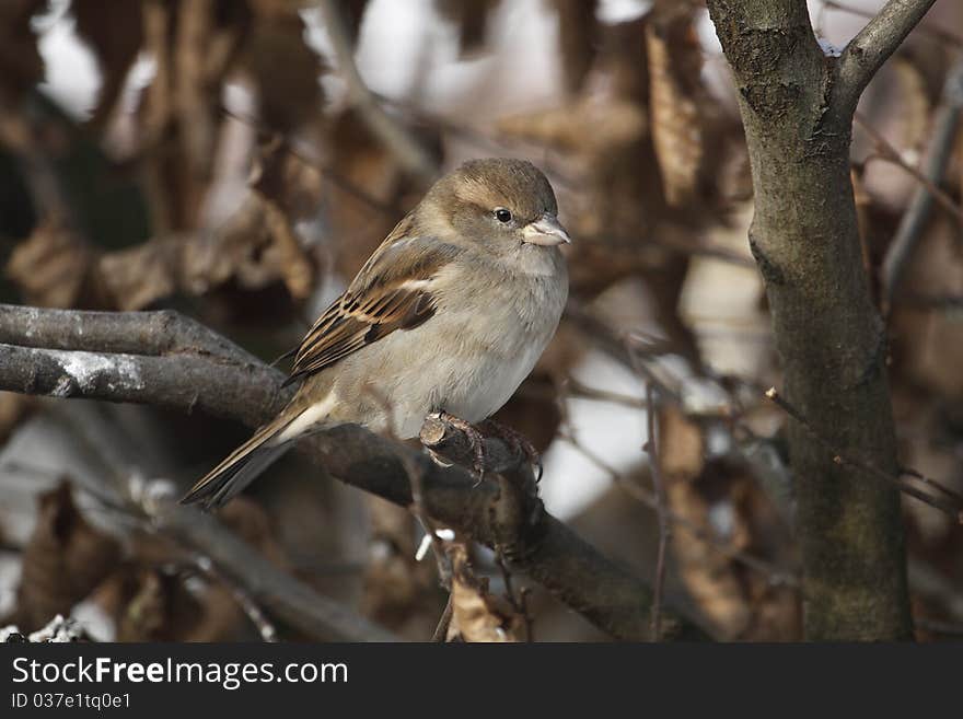 Tree sparrow