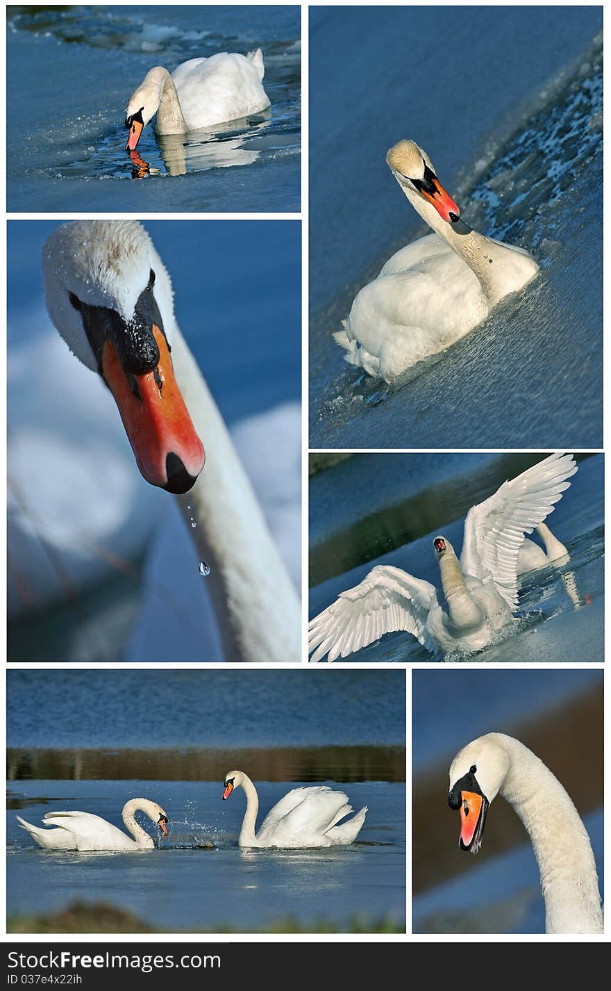 Swan collection