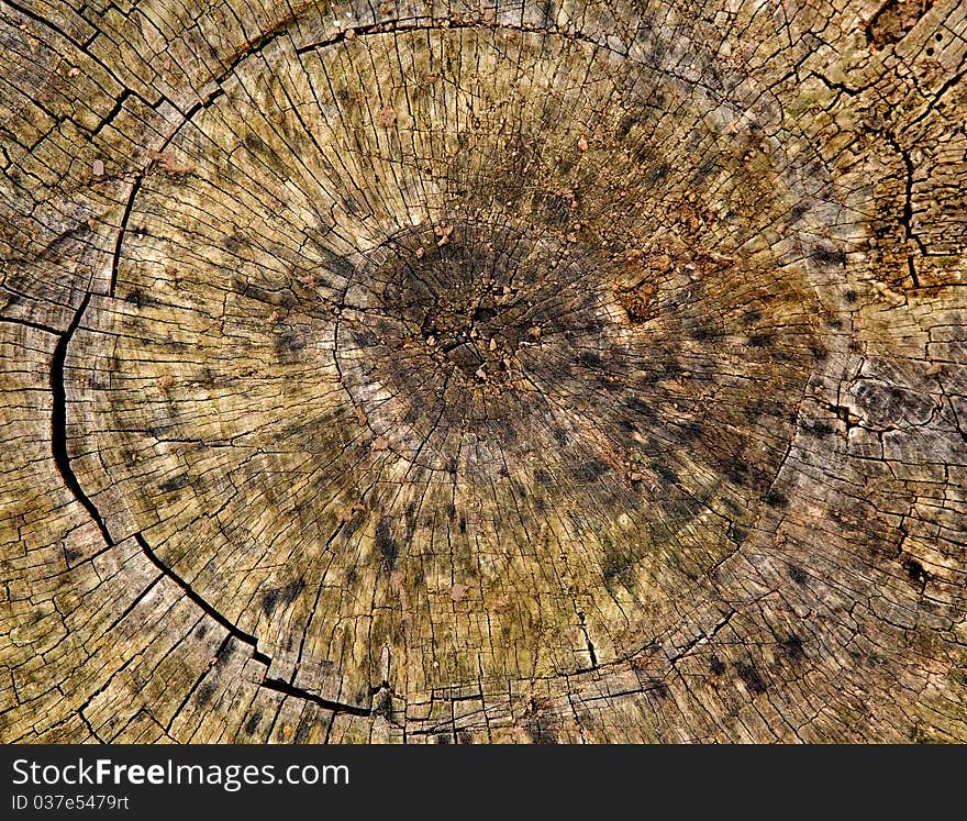 Stump is photographed a close-up