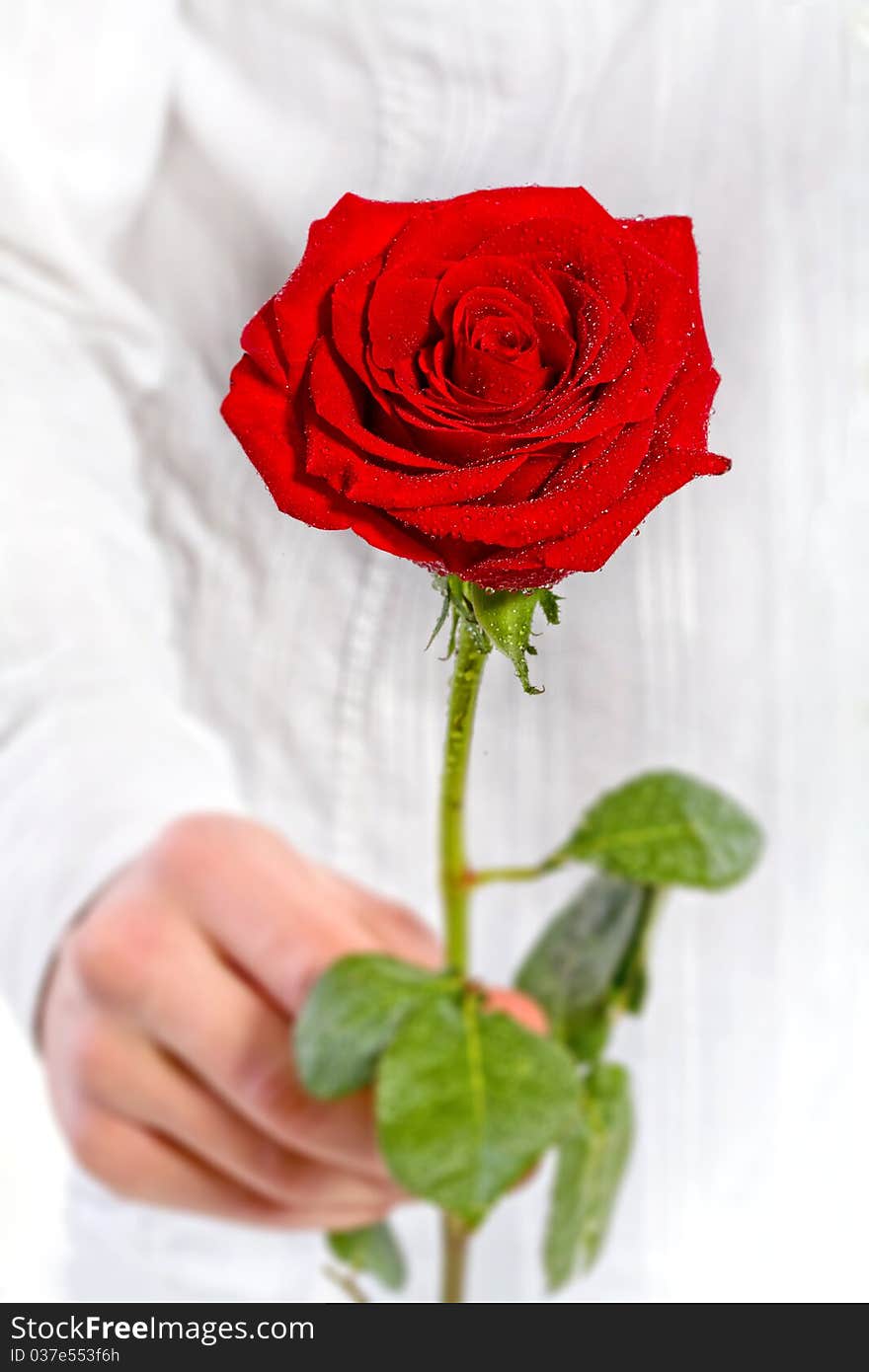 Man holds one rose in a hand. Man holds one rose in a hand