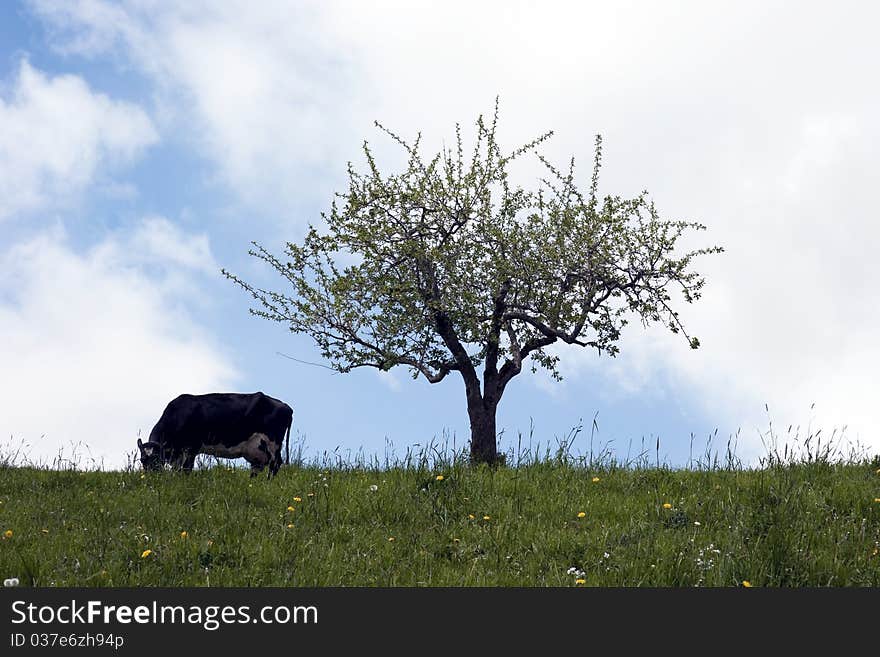 Grazing Cow