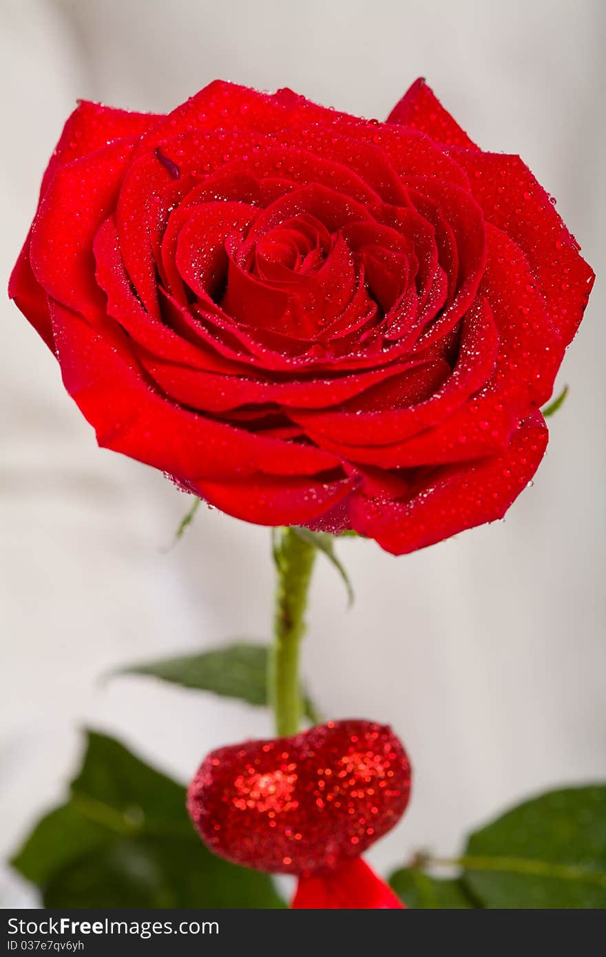 Man Hand Holding One Red Rose