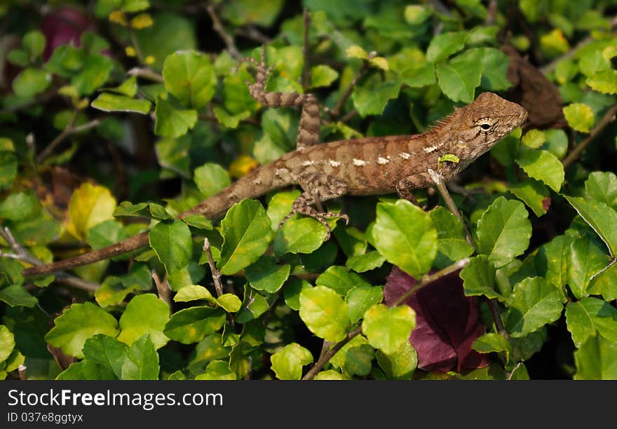 Lizard on the leaves of the bush. Thailand.