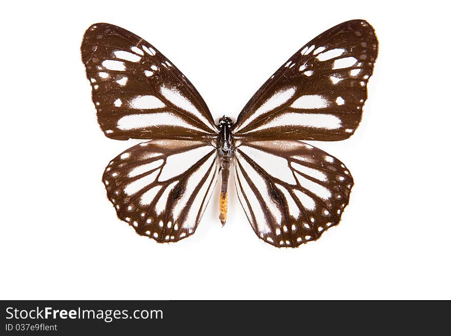 Black and white Butterfly Danaus melanipus isolated on white background