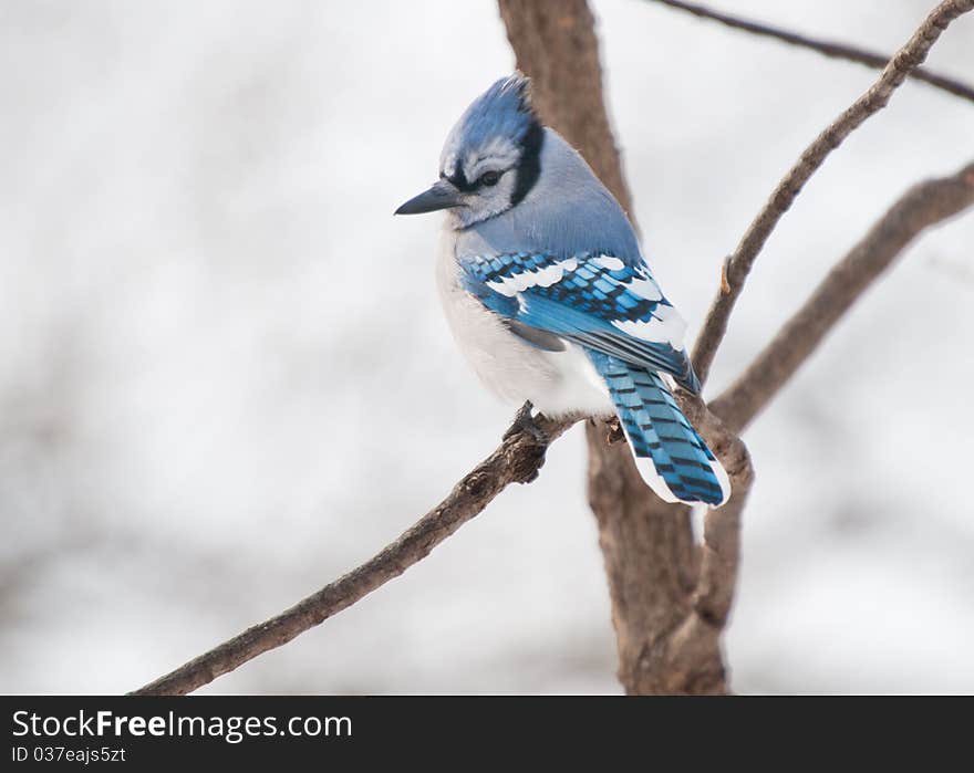 Single blue jay sits on a tree branch