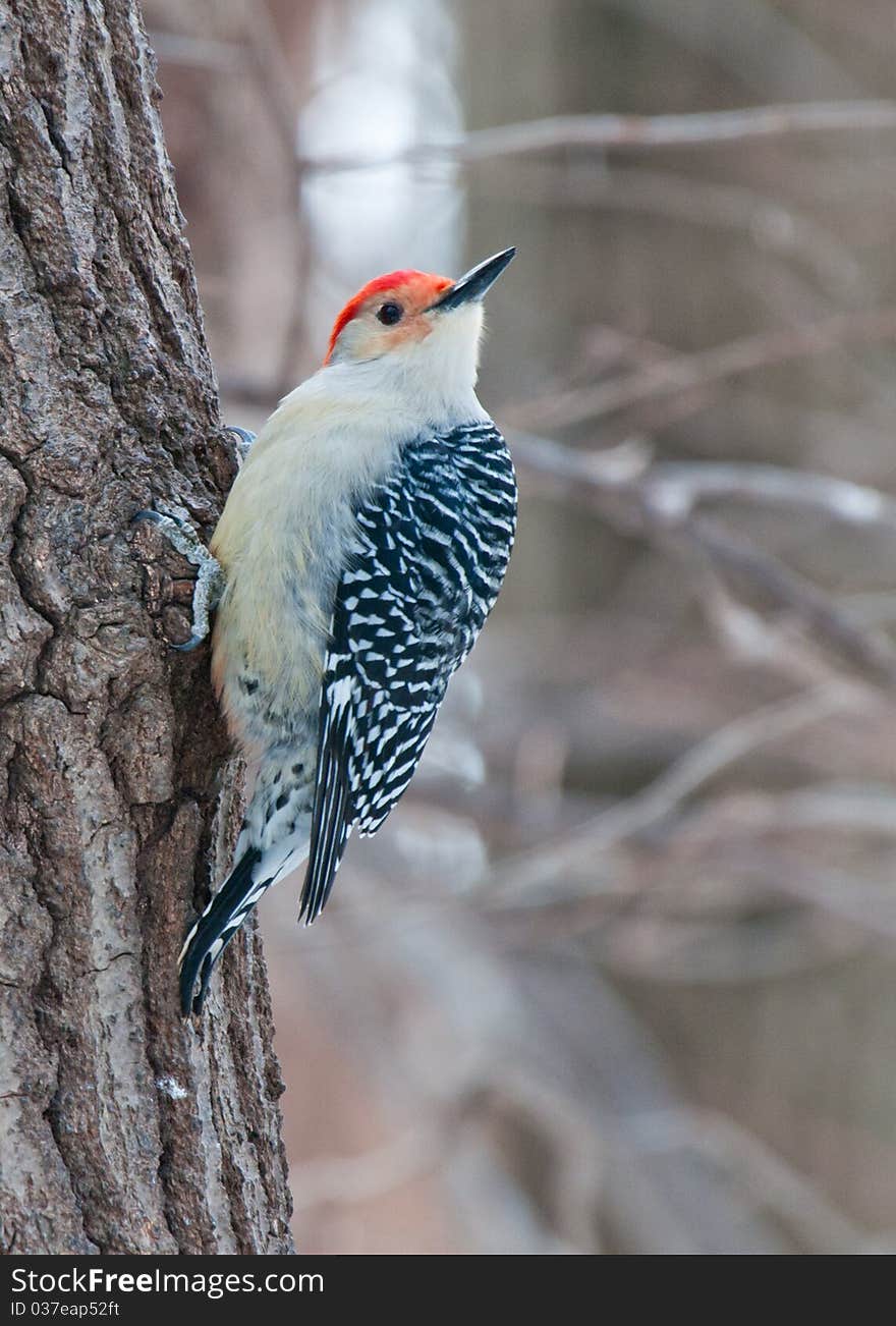 Red bellied woodpecker sitting on a tree