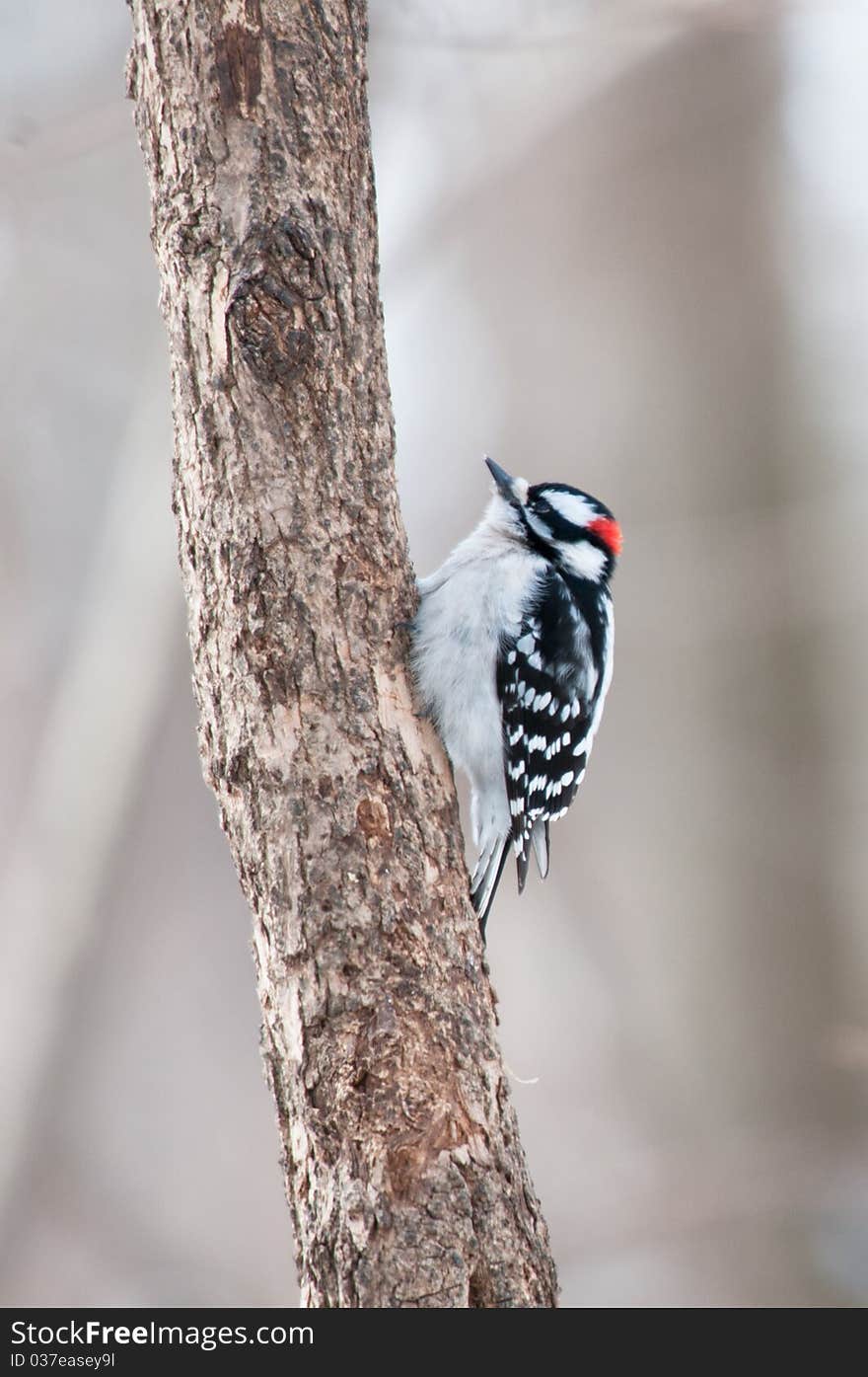 Downy woodpecker sits on the tree trunk