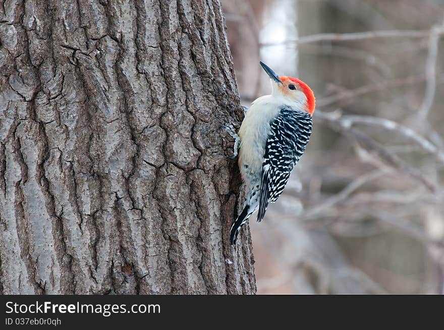 Red bellied woodpecker sits on the tree