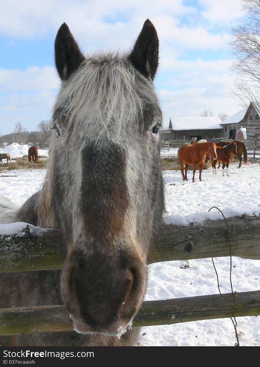 Horse looking straight ahead, and took a picture of its beautiful gray face. Horse looking straight ahead, and took a picture of its beautiful gray face.