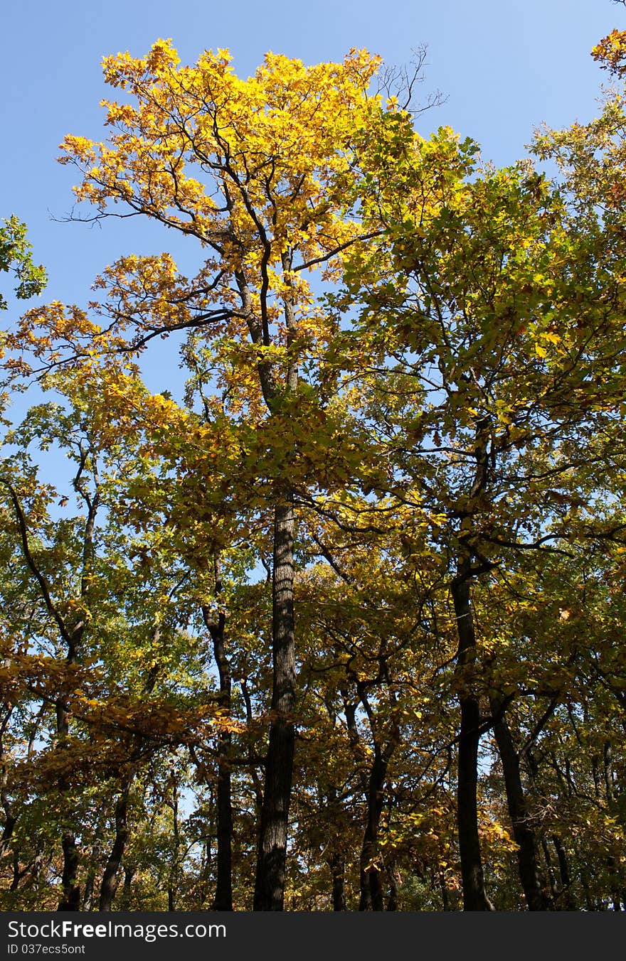 Autumn tree