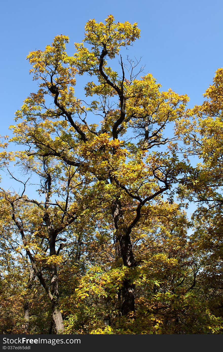 Autumn tree